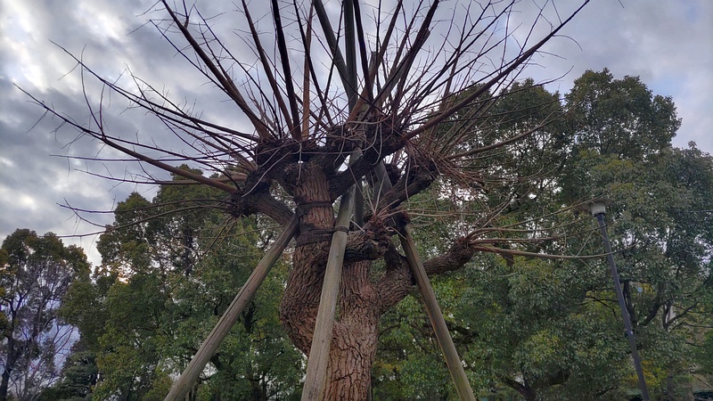 マルバデイゴ 東京都大田区平和島公園
