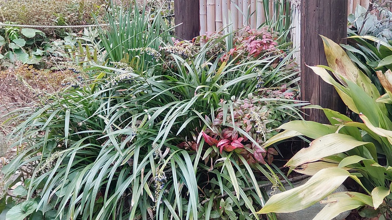 ノシランの果実、ナンテン、スイセン、ツワブキ 東京都大田区平和島公園