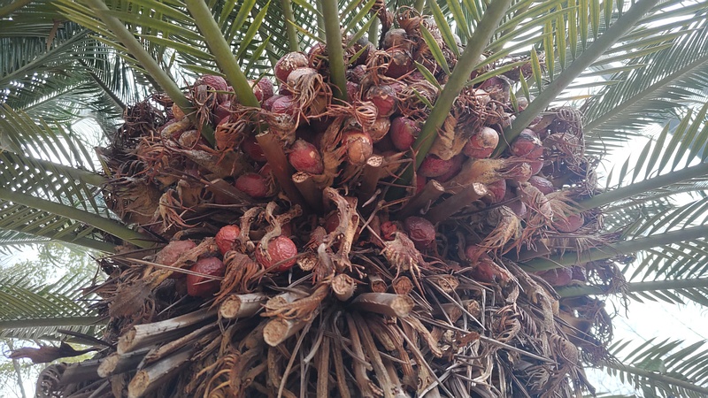 ソテツの果実 東京都大田区平和島公園