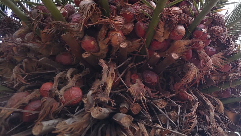 ソテツの果実 東京都大田区平和島公園