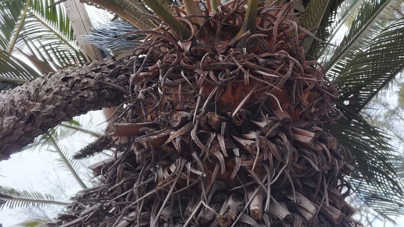 ソテツの雄株 東京都大田区平和島公園