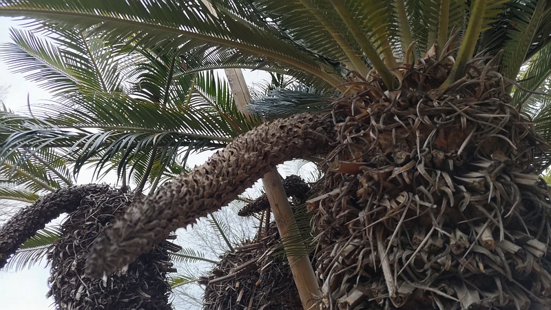 ソテツの雄株 東京都大田区平和島公園