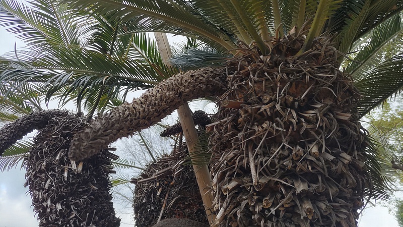 ソテツの雄株 東京都大田区平和島公園