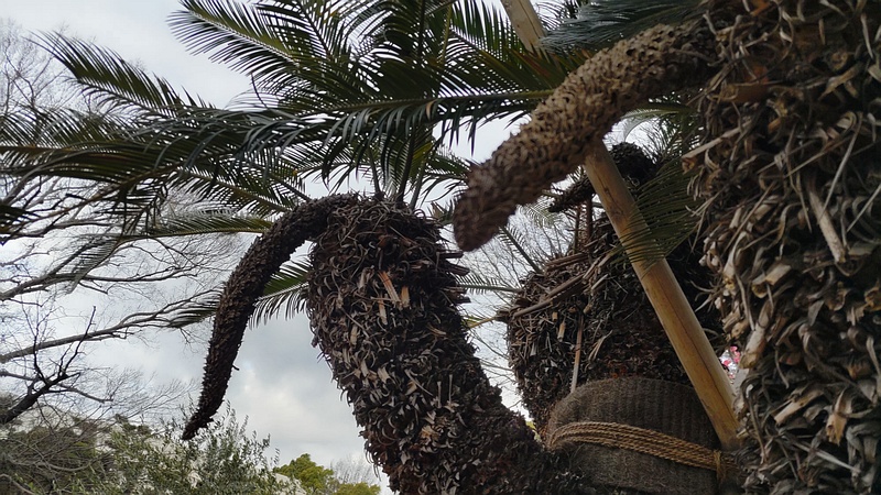 ソテツの雄株 東京都大田区平和島公園