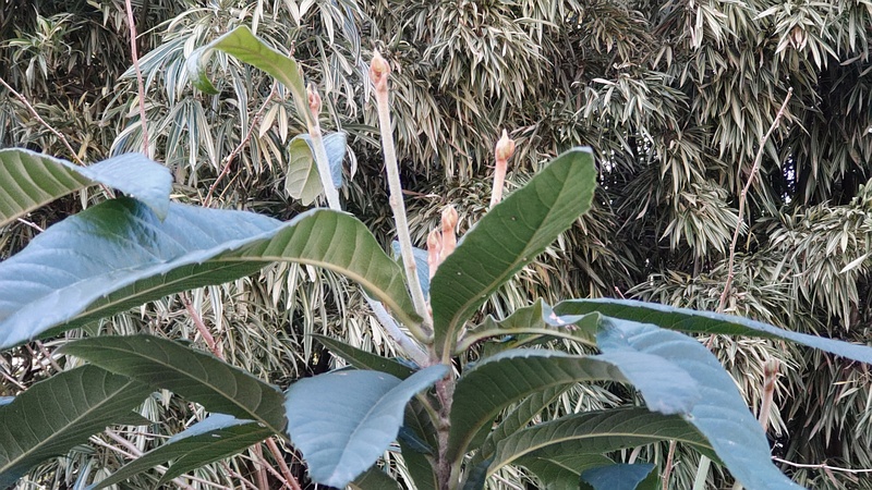 ビワ 横浜市旭区今宿南町