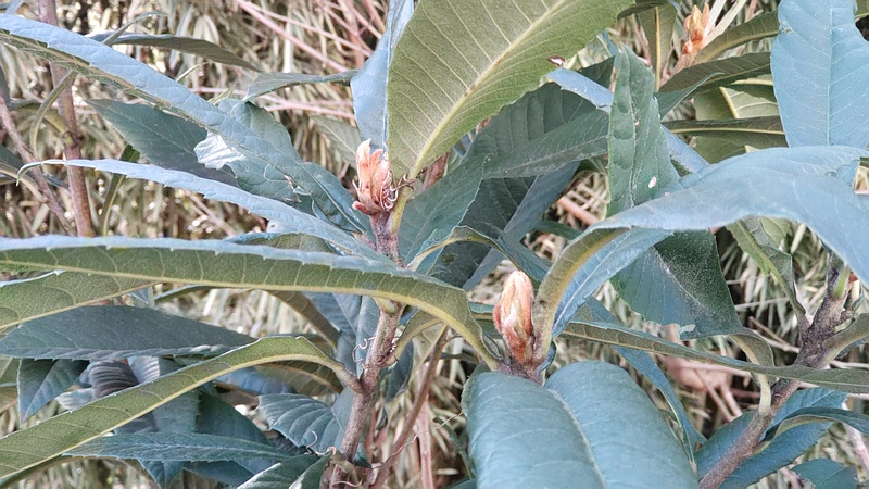 ビワ 横浜市旭区今宿南町