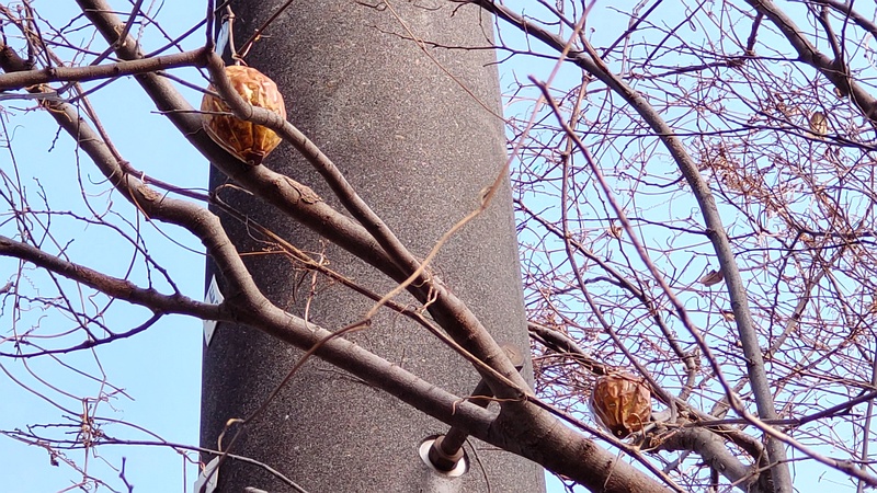 キカラスウリの果実 横浜市旭区今宿南町