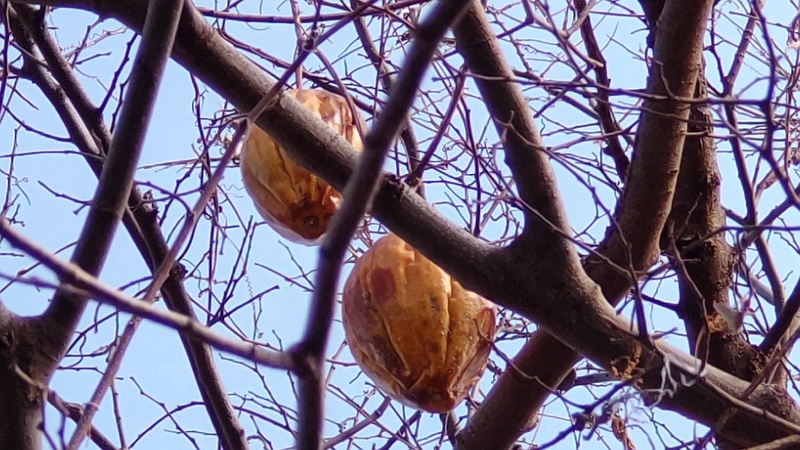 キカラスウリの果実 横浜市旭区今宿南町