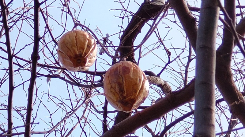 キカラスウリの果実 横浜市旭区今宿南町
