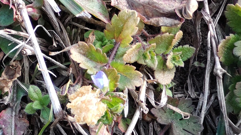 オオイヌノフグリの花 横浜市旭区今宿南町