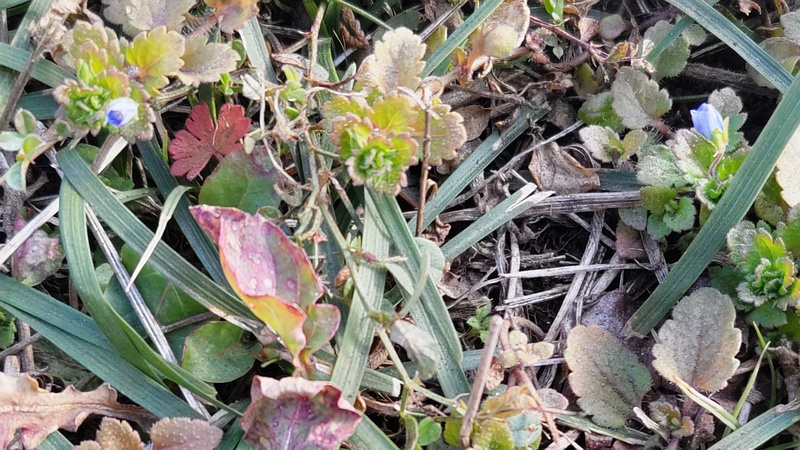 オオイヌノフグリの花 横浜市旭区今宿南町