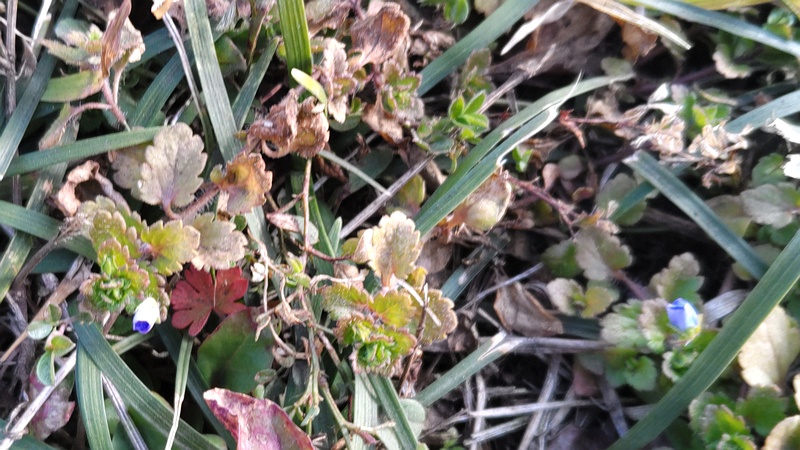 オオイヌノフグリの花 横浜市旭区今宿南町