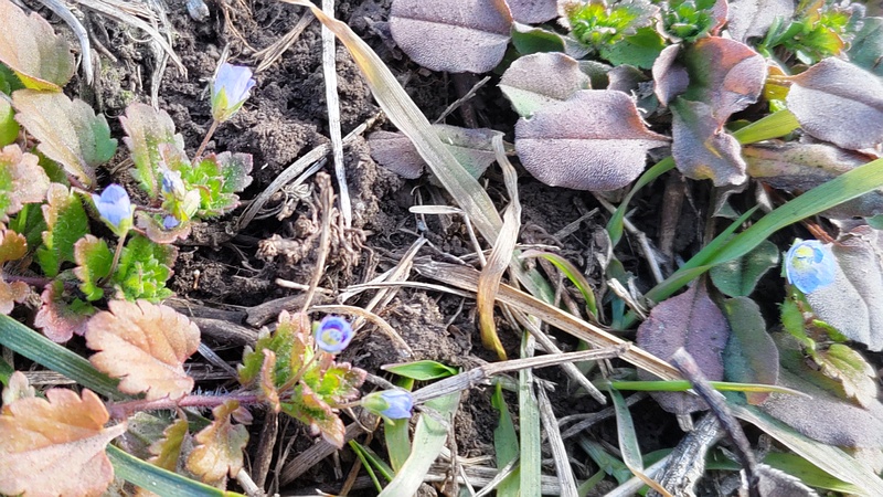 オオイヌノフグリの花 横浜市旭区今宿南町