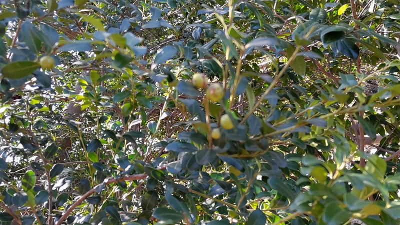 フェイジョアの果実 横浜市旭区大池町こども自然公園