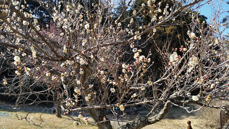 ウメ 横浜市旭区大池町こども自然公園