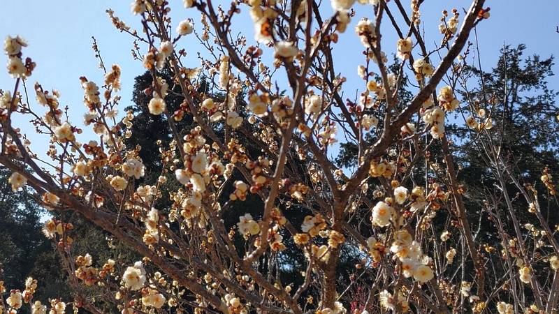 ウメ 横浜市旭区大池町こども自然公園