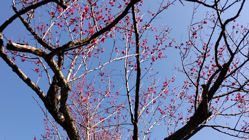 ウメ 横浜市旭区大池町こども自然公園