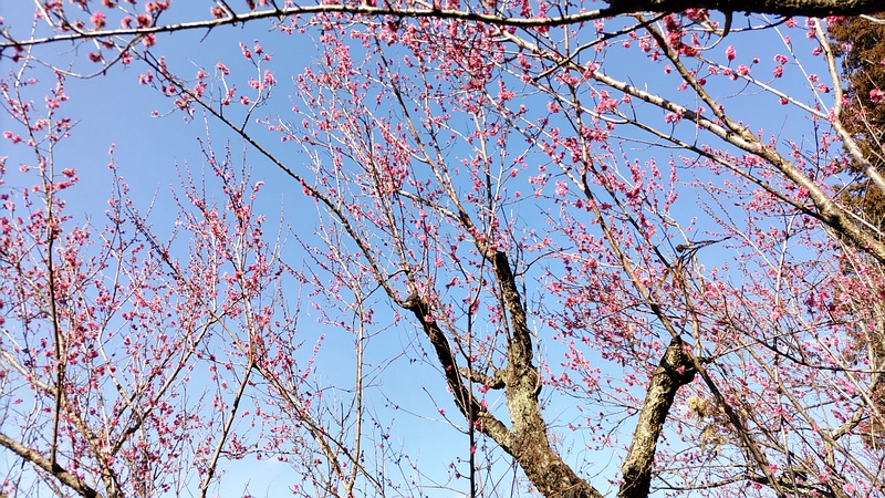 ウメ 横浜市旭区大池町こども自然公園