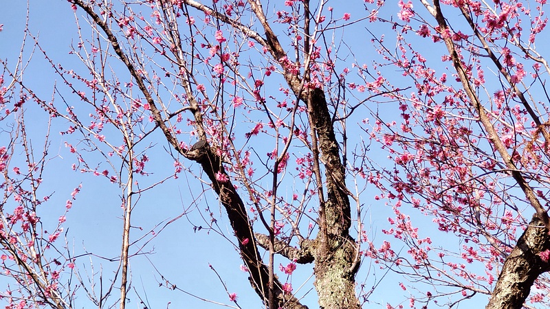 ウメ 横浜市旭区大池町こども自然公園