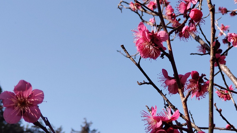 ウメ 横浜市旭区大池町こども自然公園