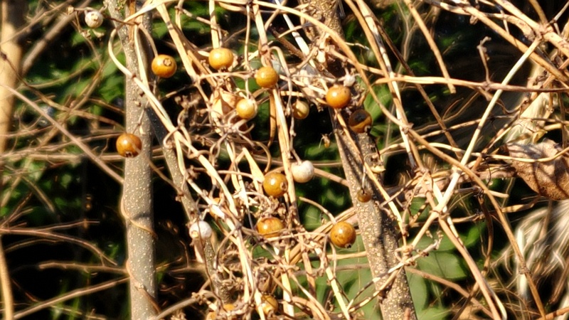 ヘクソカズラの果実 横浜市旭区中希望が丘