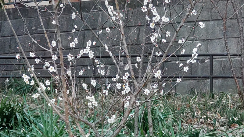 ウメ 横浜市旭区希望が丘水の森公園