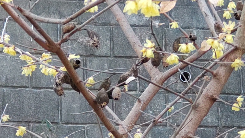 ロウバイの花と前年から残る実殻 横浜市旭区希望が丘水の森公園