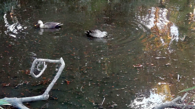 カルガモ 横浜市旭区希望が丘水の森公園