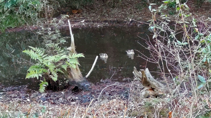 カルガモ 横浜市旭区希望が丘水の森公園