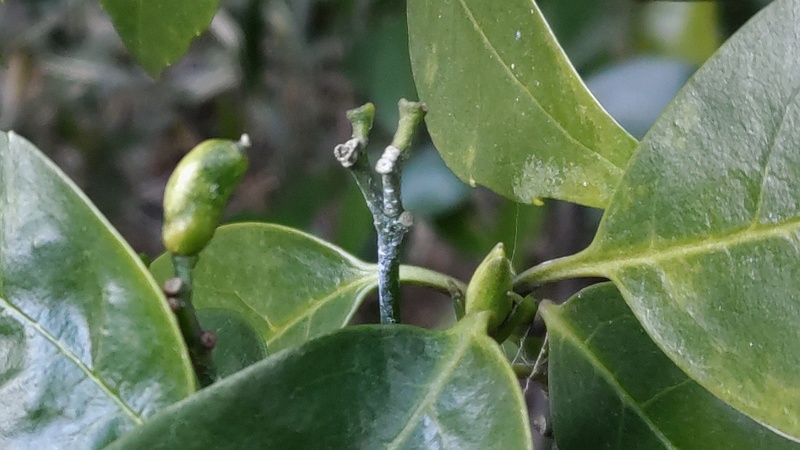 アオキの雌木 横浜市旭区希望が丘水の森公園