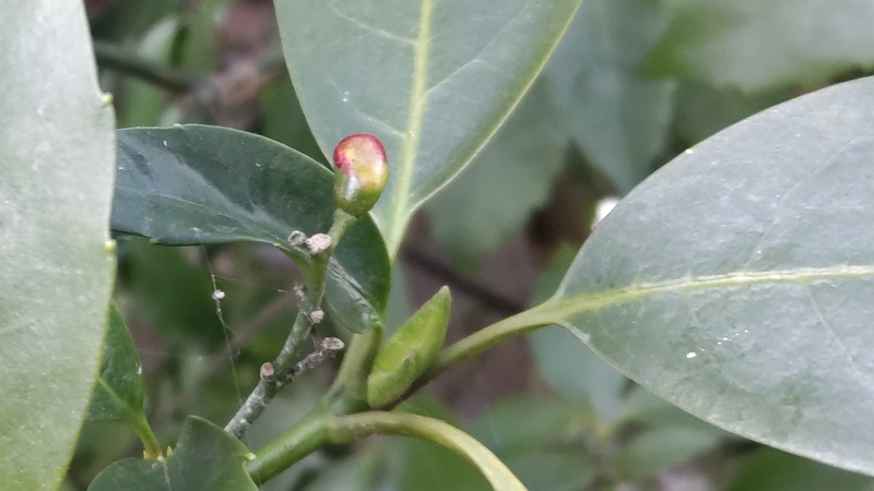 アオキの雌木 横浜市旭区希望が丘水の森公園