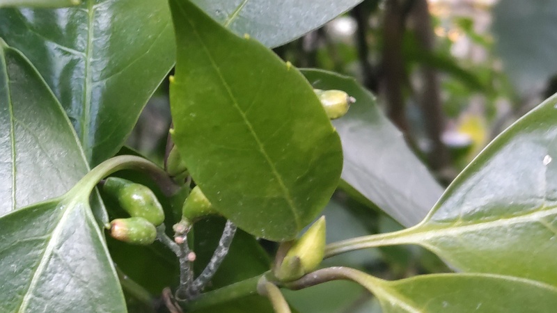 アオキの雌木 横浜市旭区希望が丘水の森公園