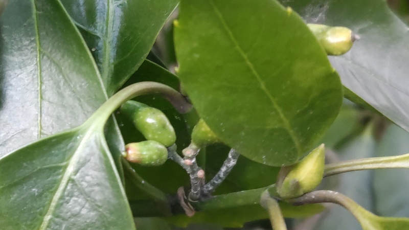 アオキの雌木 横浜市旭区希望が丘水の森公園