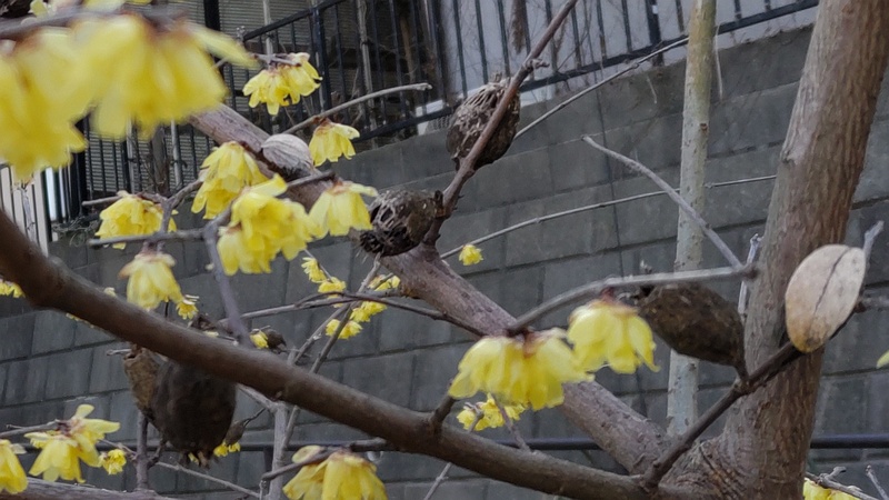 ロウバイの花と前年から残る実殻 横浜市旭区希望が丘水の森公園