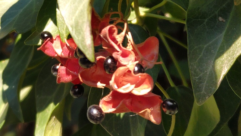 トキリマメ 横浜市旭区希望が丘水の森公園