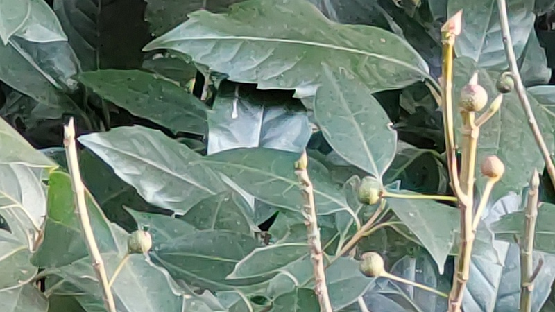 イヌビワの雌花嚢 横浜市旭区南希望が丘