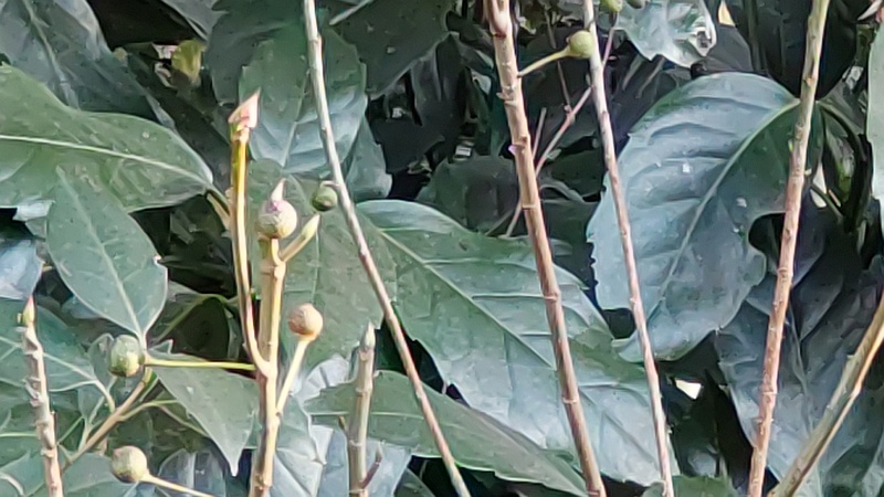 イヌビワの雌花嚢 横浜市旭区南希望が丘