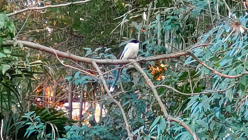 オナガ 横浜市旭区南希望が丘