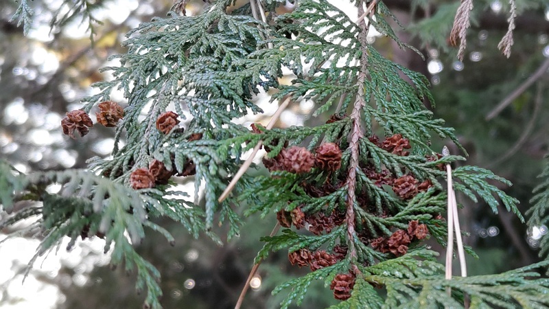 ヒノキの果実 横浜市旭区希望が丘ふれあいの森公園