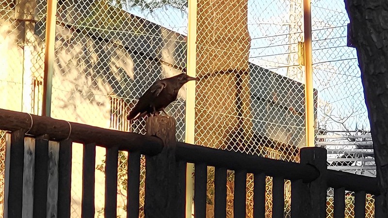 ハシボソガラス 横浜市旭区希望が丘ふれあいの森公園