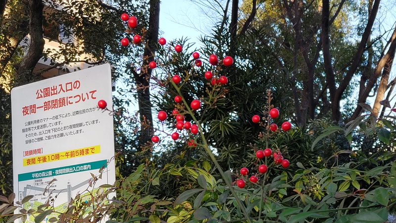 ナンテンの果実 東京都大田区平和の森公園