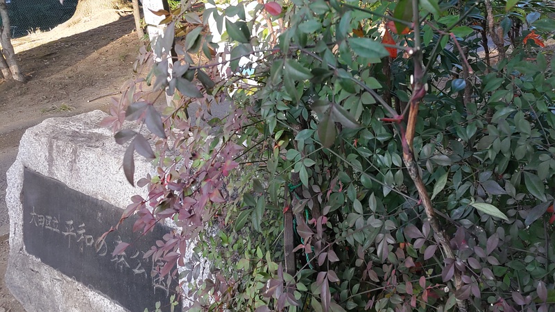 ナンテンの果実 東京都大田区平和の森公園