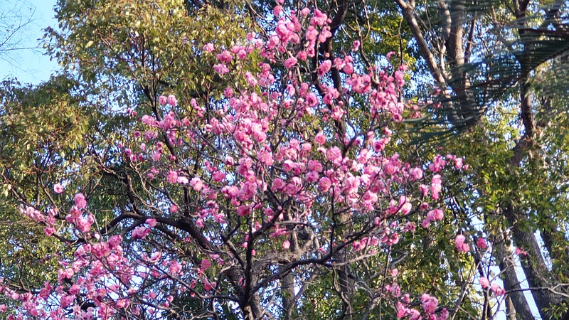 ウメの花 東京都大田区平和島公園