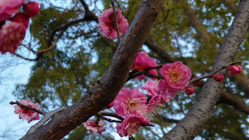 ウメの花 東京都大田区平和島公園