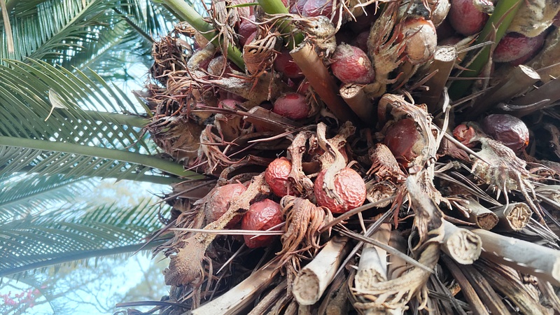 ソテツの果実 東京都大田区平和島公園