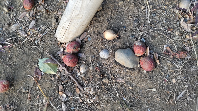 ソテツの果実 東京都大田区平和島公園