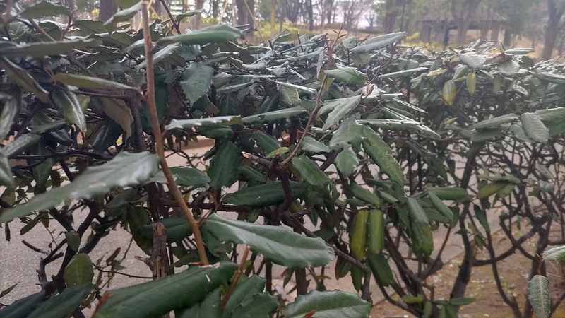 ナワシログミ 東京都大田区平和島公園