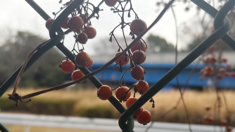ヘクソカズラの果実 東京都大田区平和島公園