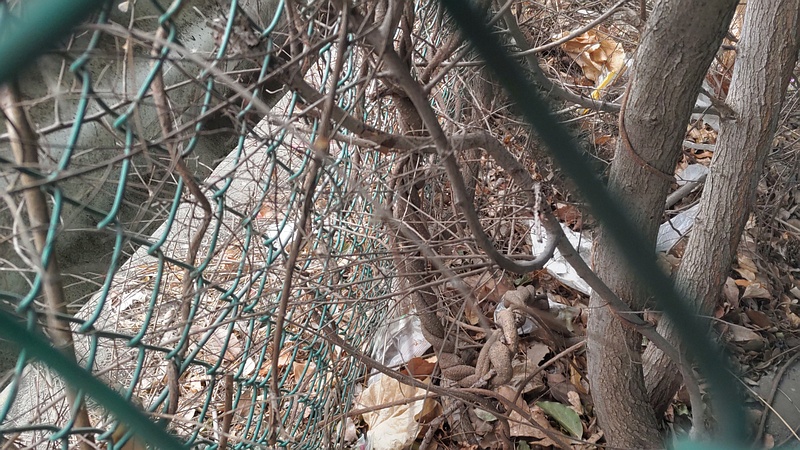 ヘクソカズラの蔓とアキニレの幹 東京都大田区平和島公園