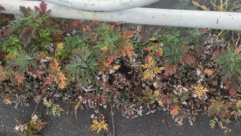 ヨモギ 東京都大田区大和大橋